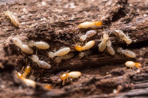 How Often Should You Get A Termite Inspection All Coast Inspections