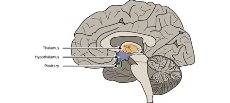 Sex Steroid Hormones Introduction To Neuroscience