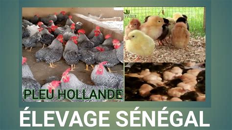 élevage poulet bleu Hollande en 1 mois jour élevage notre fierté