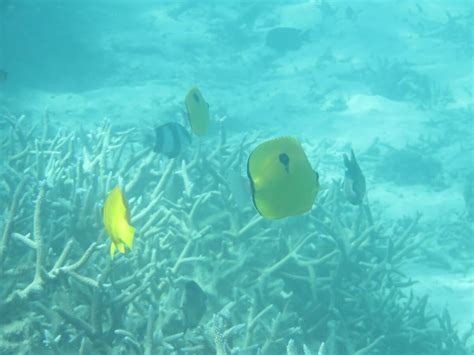 Snorkeling in Blue Bay Marine Park | Snorkeling in Mauritius