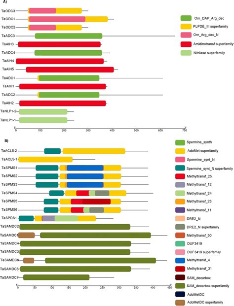 Distribution Of Conserved Domains In Put Biosynthesis Proteins ADC