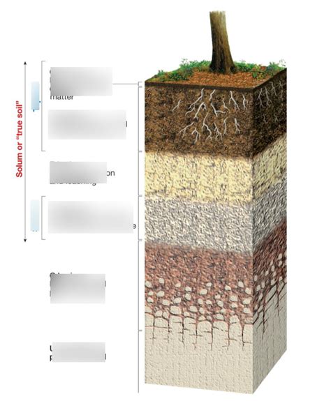 Solum or "true soil" column diagram Diagram | Quizlet