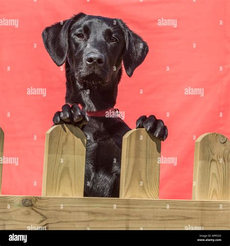 labrador retriever BLACK Stock Photo - Alamy