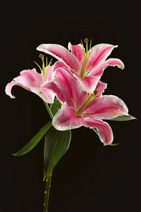 Lily - Flowers - Featured Content - Lovingly