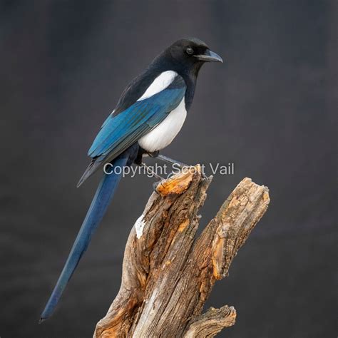 Black-billed Magpie - Etsy