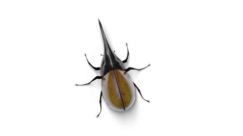 Rigged And Animated Crawling Hercules Beetle 3d Model 199 Max Free3d