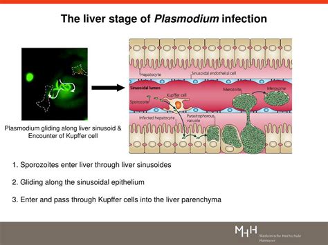 Ppt Dynamic Imaging Of Host Pathogen Interactions In Vivo Powerpoint