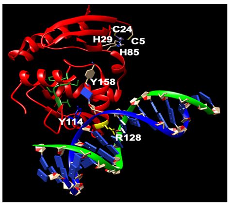 Cancers Free Full Text The Versatile Attributes Of Mgmt Its Repair