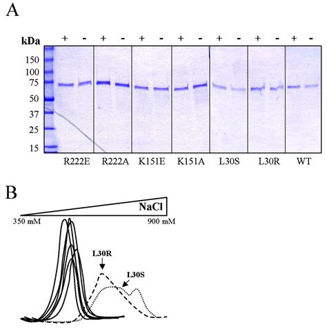 Modulation Of Hepatitis C Virus Rna Dependent Rna Polymerase Activity