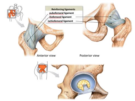 Anatomy The Hip Joint Diagram Quizlet