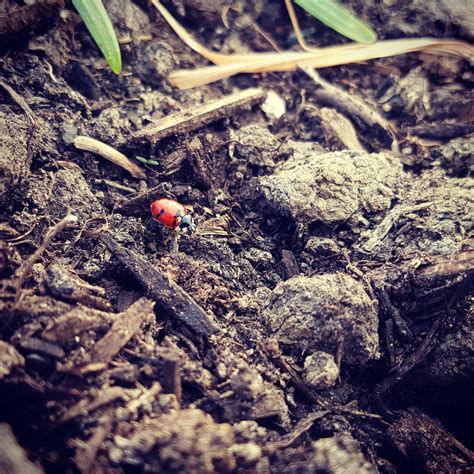 Natural Pest Control Through Companion Planting ⋆ Owl Creek Farm