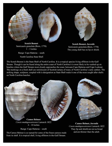 Shell Identification On Ocracoke Nc Beaches Ocracoke Observer