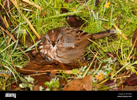 Sparrow, Willamette Mission State Park, Oregon Stock Photo - Alamy