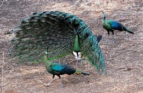 Green Peafowl – birdfinding.info