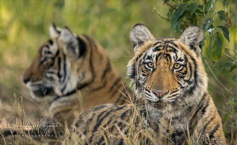 Tiger Cubs - Wildlife Critiques - Nature Photographers Network