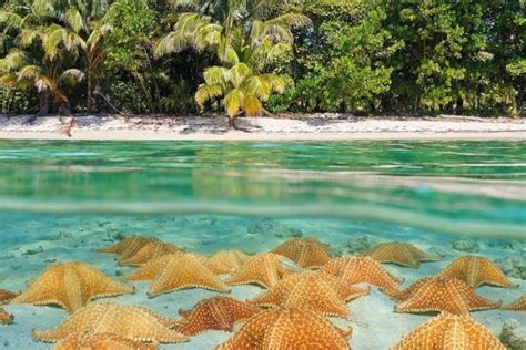 Tour Isla P Jaro Boca Del Drago Y Playa Estrella Bocas Tours