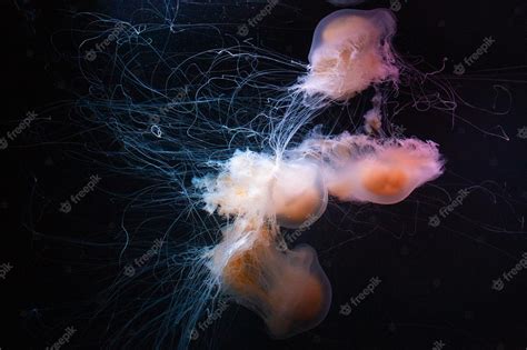 Premium Photo | Beautiful transparent jellyfish swim in the aquarium