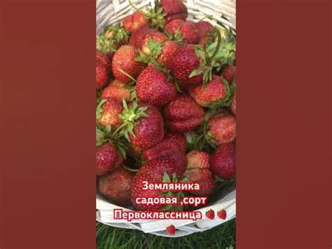 Земляника садовая,сорт Первоклассница ,небольшой урожай с молодых ...