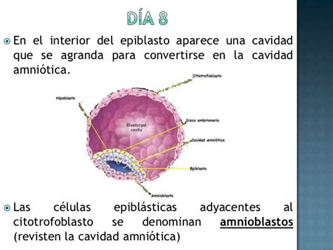 Embriología Ucc