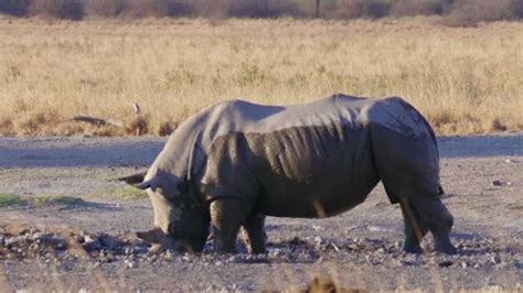 Rhino Covered In Mud White Rhinoceros P Stock Video Pond