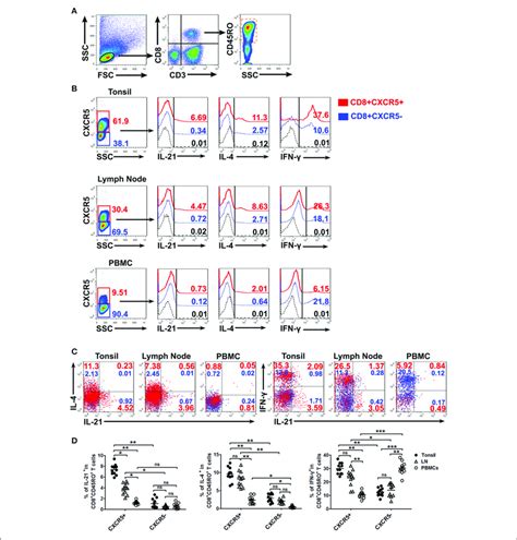 The Expression Of Cytokines By Cxcr5 Cd8 Memory T Cells From Download Scientific Diagram