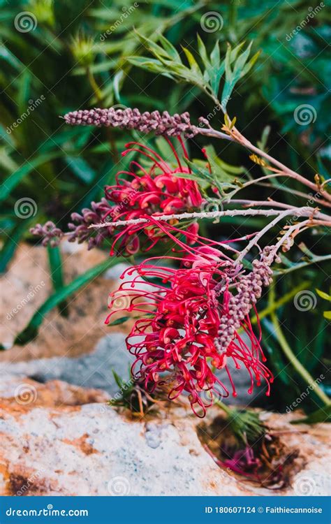 Planta Nativa Austral De Grevillea Con Flores Rojas Al Aire Libre En