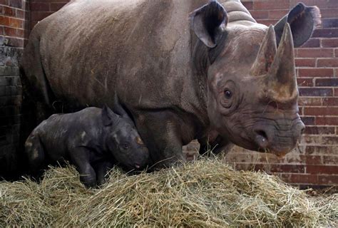 Third black rhino born in Czech safari park in one year, in rare lucky ...