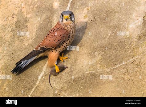 European Kestrel Eurasian Kestrel Old World Kestrel Common Kestrel