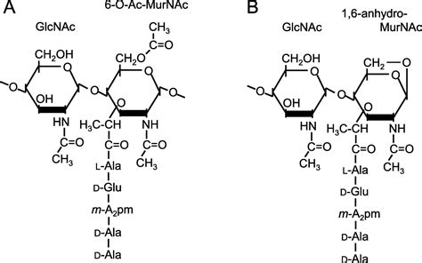 Peptidoglycan Structure And Architecture