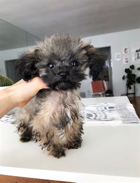 Tiny Teacup Maltipoo Rare color!! | iHeartTeacups