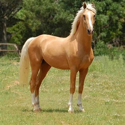 Palomino Horses: History, Fun Facts, Photos and Care - Seriously Equestrian