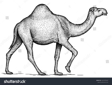 Black White Engrave Isolated Camel Illustration Stock Illustration ...