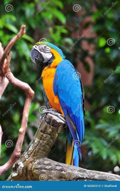 Parrot Bird Sitting On The Perch Stock Photo Image Of Isolated Macaw