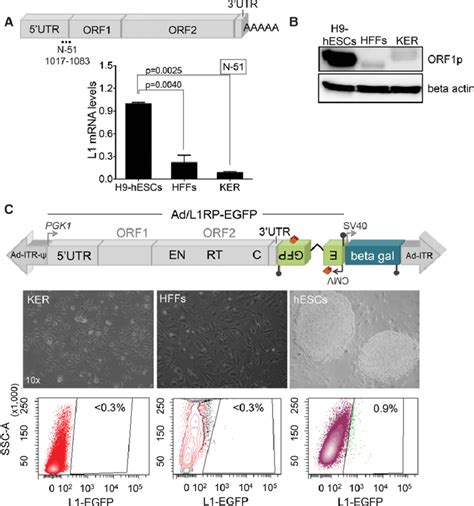 Line Retrotransposition In Human Kers And Foreskin Fibroblasts A