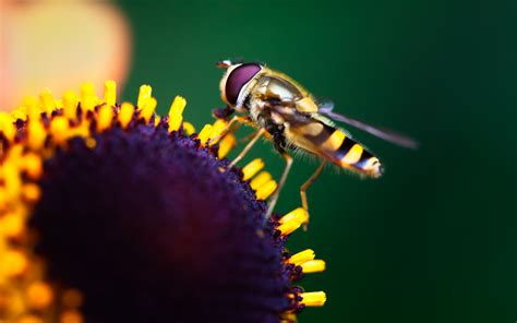 Hoverfly Pollination Wallpapers | HD Wallpapers | ID #23643