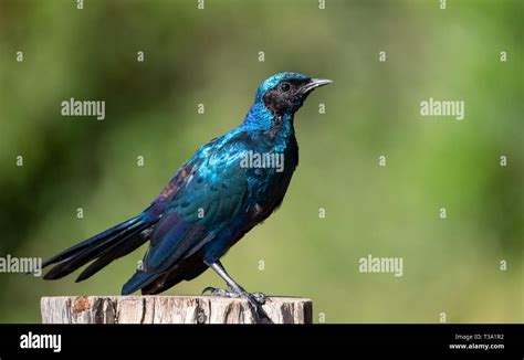 Iridescent Blue Bird Africa High Resolution Stock Photography And