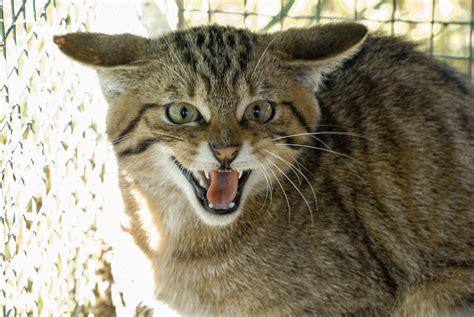 Insolite Trangement Agressif Le Chat De Goutti Re Un Peu Bizarre