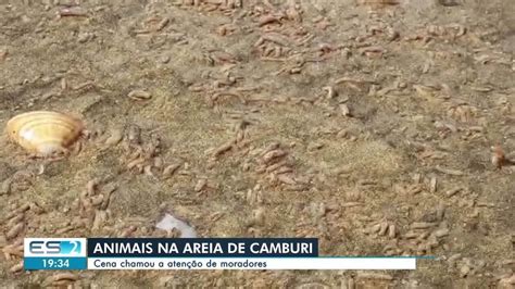 V Deo Mostra Vermes Na Areia Da Praia De Camburi Em Vit Ria Esp Rito