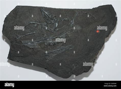 Coelurosauravus fossil hi-res stock photography and images - Alamy