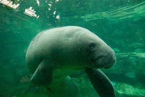 Homosassa Springs Florida Manatee And Wildlife Adventure Wanderwisdom