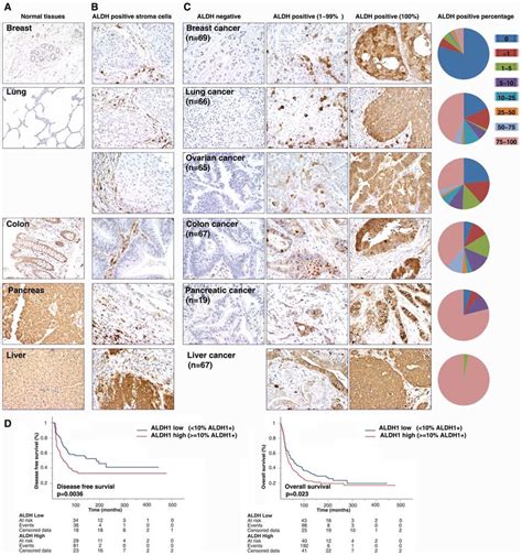 Expression And Distribution Of Aldh1 Protein In Human Epithelial