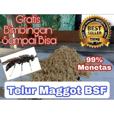 Jual Telur Maggot Bsf Magot Bsf Telur Bsf Paket Sesuai Budge Shopee