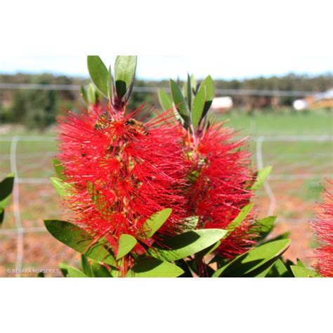 Callistemon Endeavour