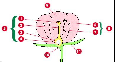 biology lab practicals - parts of the flower Diagram | Quizlet