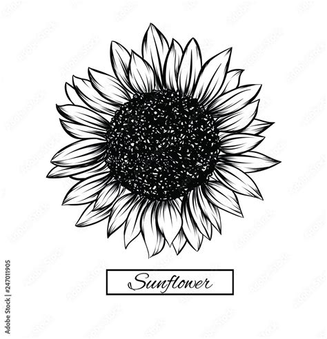 Sunflower isolated on white background. Antique engraving drawing illustration of big flower ...