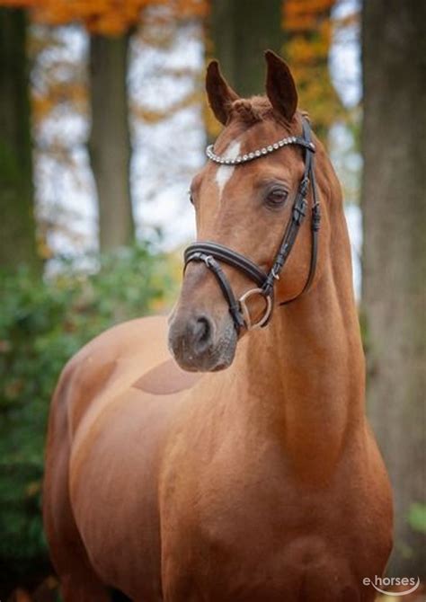 Deutsches Reitpony Hengst Jahre Cm Fuchs In Ankum