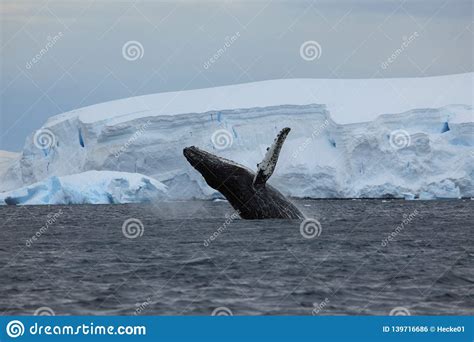 Whale Watching of Humpback Whales in Antarctica Stock Photo - Image of ...