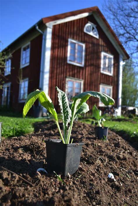 Overwintering artichokes in pots – Sara's Kitchen Garden