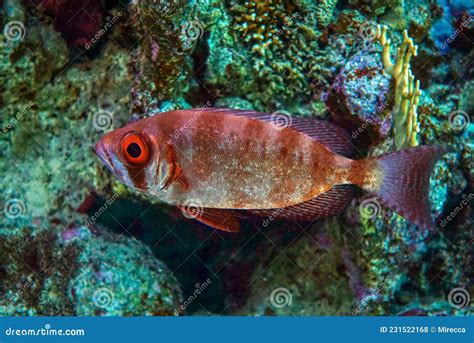 Crescent Tail Bigeye Fish From Red Sea Egypt Stock Photo Image Of