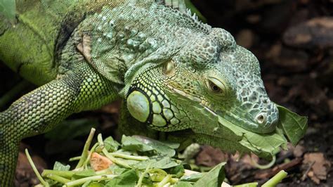 Consejos Para Alimentar Correctamente Una Iguana Hogarmania